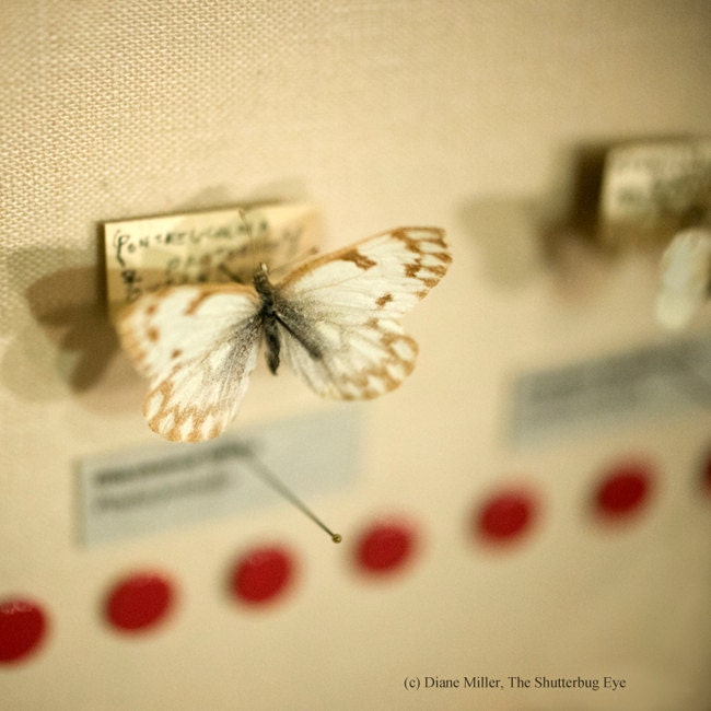 Butterfly Photography, Butterfly Specimen, Still LIfe Photo, Fine Art Photograph, 8x8 Print, Cream, Ivory, Yellow, Red - TheShutterbugEye