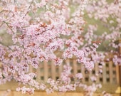 Flower Photography -  Pink Plum Blossoms, Floral Photograph, Romantic Wall Decor