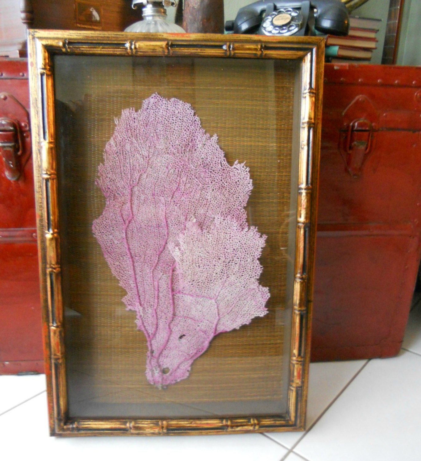 SEA FAN -Framed Sea Fan shadowbox art