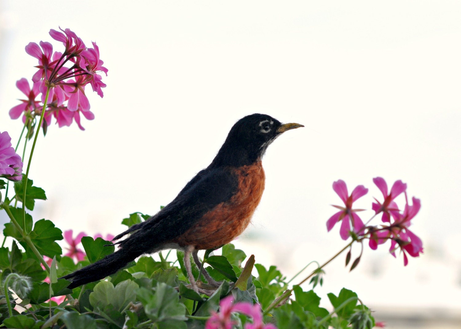 Needle Felted   Animal. American Robin. Life Size. Soft Sculpture. Made to order