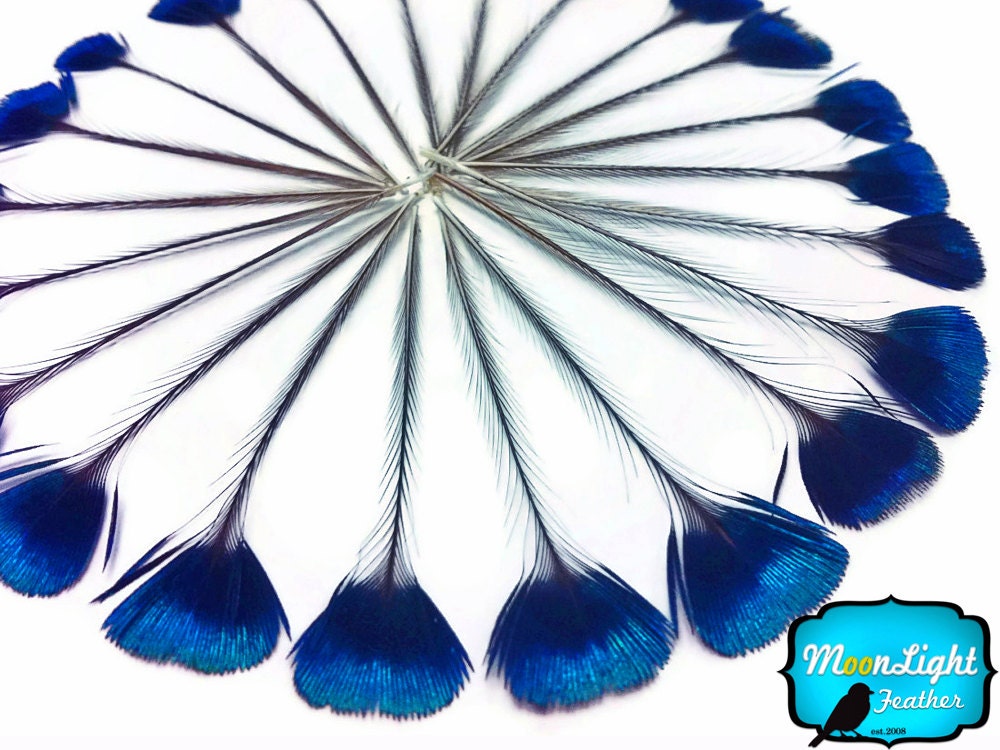 Corona Peacock Feathers, 10 Pieces - BLUE Iridescent Peacock Crown Loose Feather : 2222