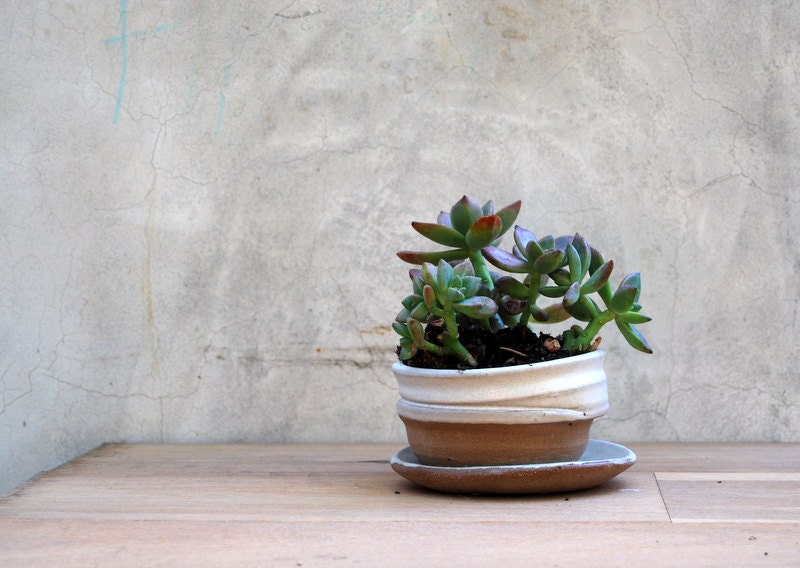 planter with dish in white and brown