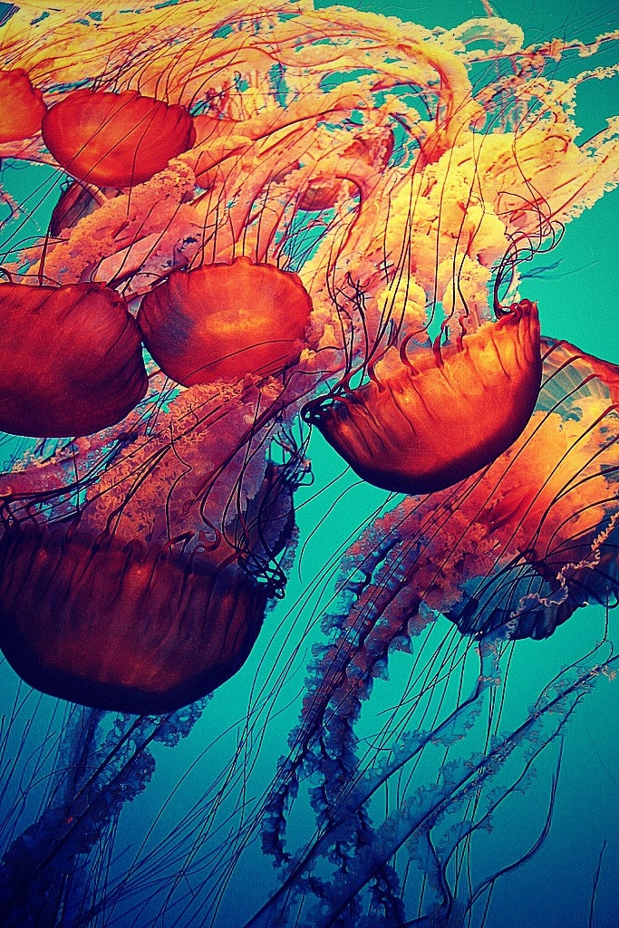 Jellyfish VII - Gallery Wrap Canvas Photograph 20x30 - ocean sea orange blue water art print home decor