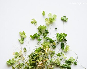 Still Life Photography