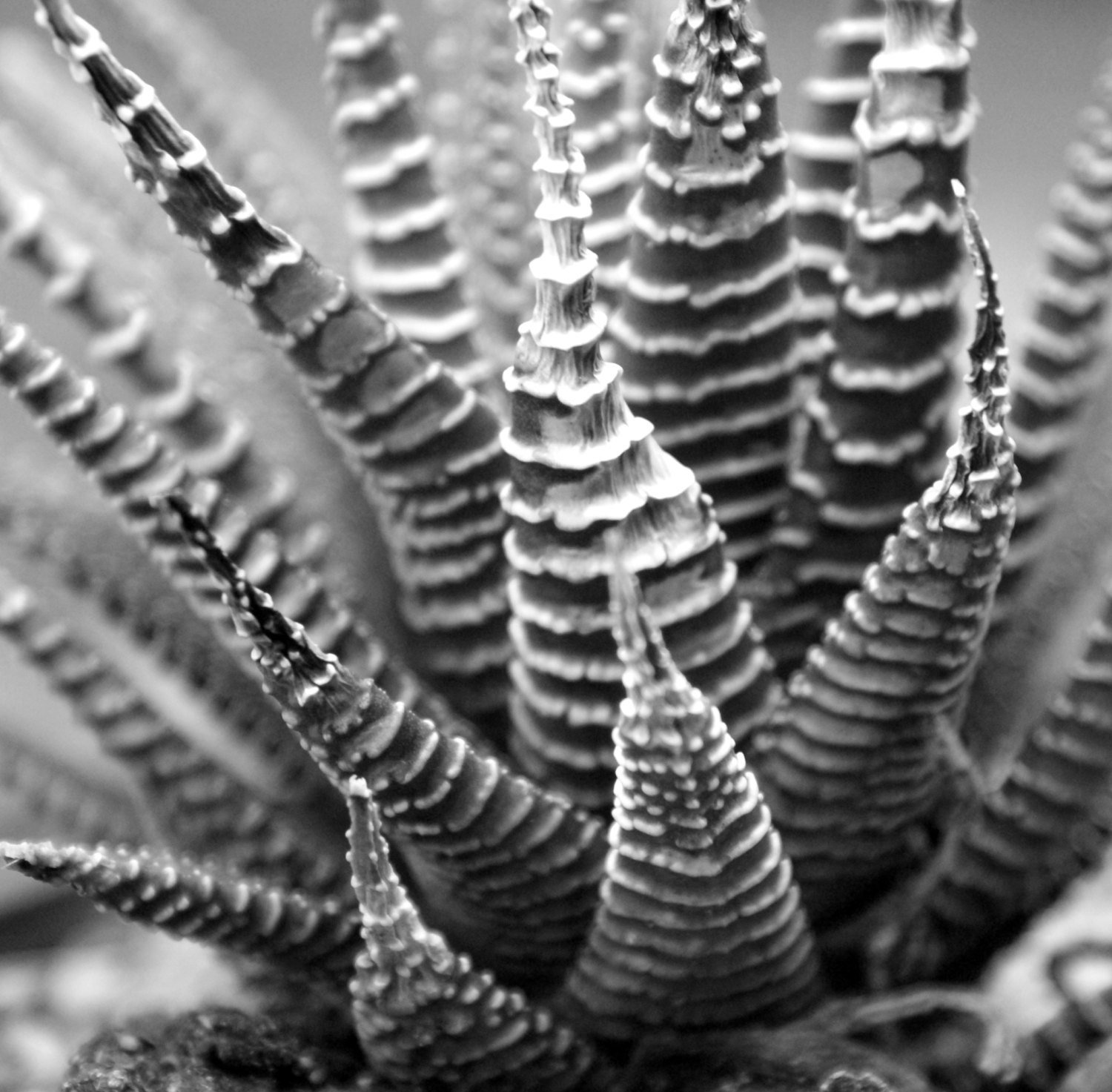 Succulent