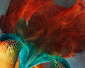 Nature Photography 12x12 Painterly Iris abstract floral print - teal turquoise aqua red crimson gold