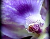 Purple Splash  ACEO closeup photo of an orchid