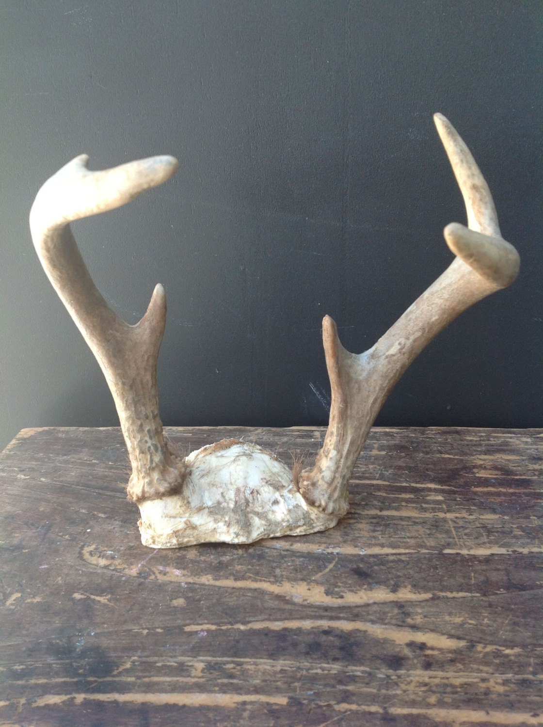 Vintage Set of Deer Antlers No. 1