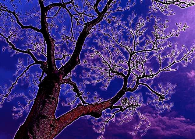Surreal Dream Tree Dark Night Sky Blue Purple Violet Magenta Unusual Spooky Forest Botanical Photo Giclee 5" x 7" Print