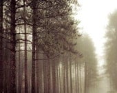 Nature photography, rustic spring pine forest - olive green -  brown - fog - woodland trail - white mist - 8x10 wall decor