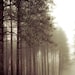 Nature photography, rustic spring pine forest - olive green - brown - fog - woodland trail - white mist - 8x10 wall decor