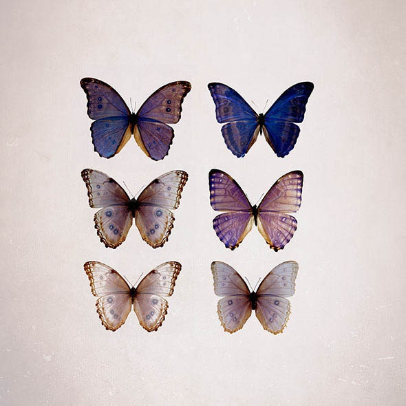 Butterfly Photography, violet and beige, Summer decor, Pastel, wall decor, Garden,  Blue Morpho Specimen