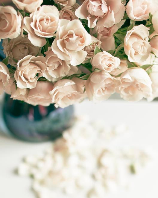 Flower photography, pale roses, decor for women, romantic, beige and blue, graduation, prom, 8x10