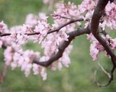 Spring Blossom Photograph - flowering tree pink branches tree green soft fresh 8x10