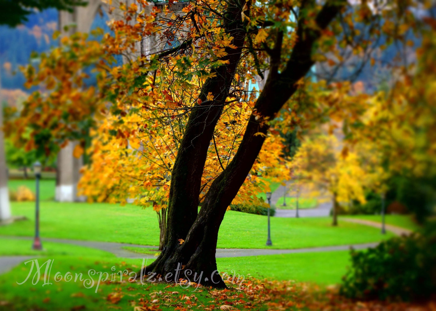 Autumn Tree Digital Download Photo - Portland Oregon Landscape Cathedral Park Art Photography- Wall Hanging