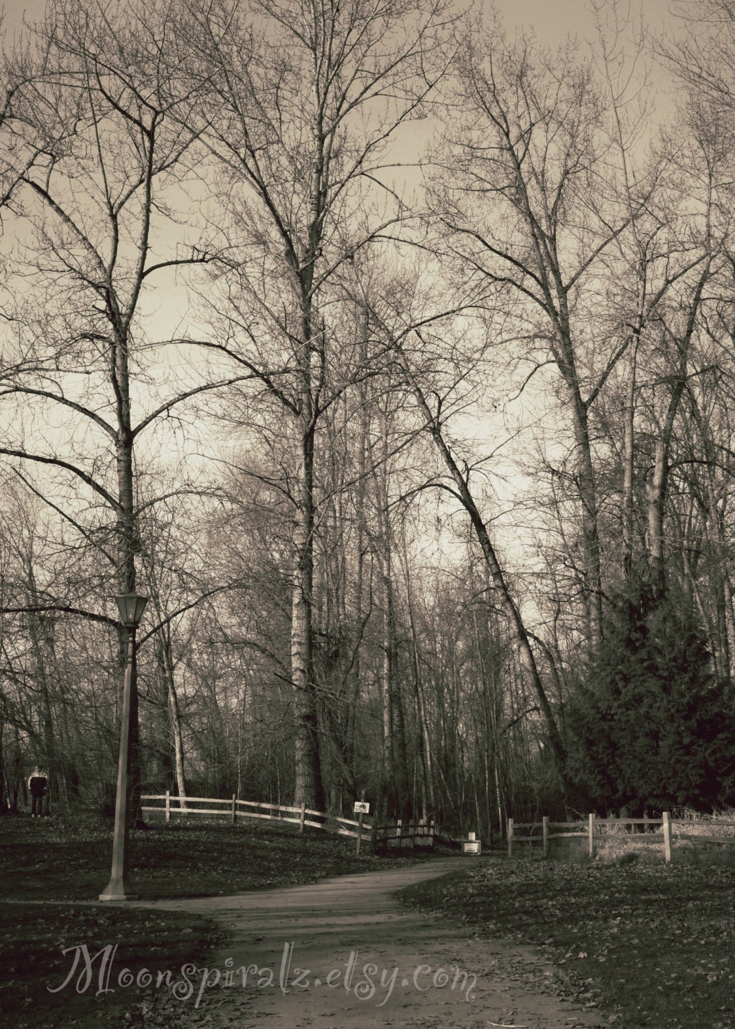 Winter Park Digital Download Photo Trees - Portland Oregon Landscape Forest Path Art Photography- Wall Hanging
