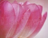 Fine Art Photography - "PINK GIRLS" 8 x 8 Soft Pink Tulip Art Floral Home Decor Spring Flower Photo Print Surreal Dreamy Cottage Shabby Chi