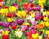 Fine Art Photography - "PRETTY, PRETTY" - 8 x 12 - Multicolored Tulips Bright Spring Flowers Cottage Garden Photo Yellow Floral Home Decor