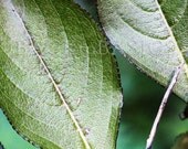 Leaves Macro, 8"x8", Fine Art Photography, Beautiful detailed green leaves, Sepia, natural veins, Nature Photography Macro, home decoration