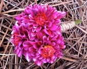 Sweet Heart Dahlia Bouquet