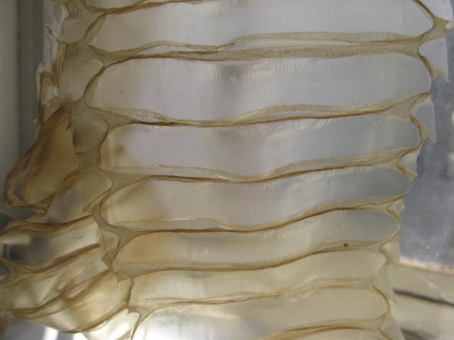 Q1 15 & 36 Inches Large Snake Belly Python Scales Caudal Tail Skin Shed