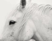 16x20 White Horse Profile Photograph, Black and White Horse Photography, Monochromatic animal art