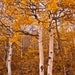 Orange Aspen Tree Landscape photography, autumn in orage art, tree scene landscape