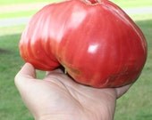 Calfs Heart Heirloom Tomato Seeds