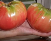 German Queen Heirloom Tomato Seeds