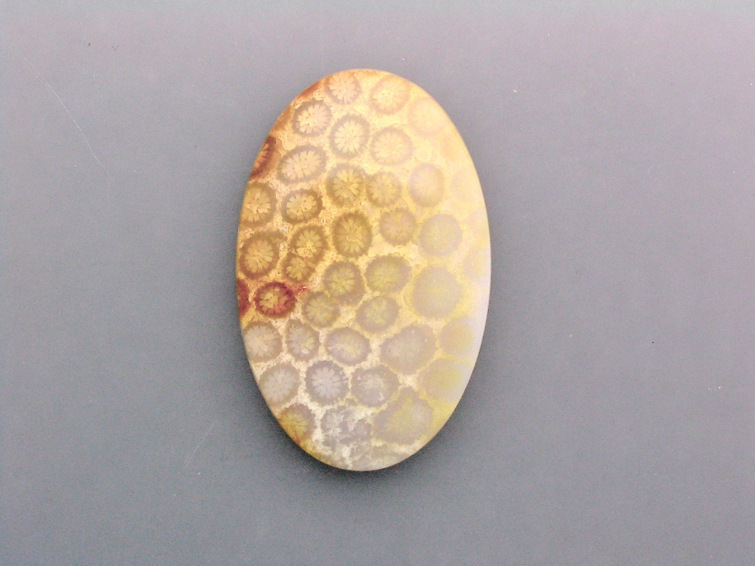 Agatized Coral Cabochon
