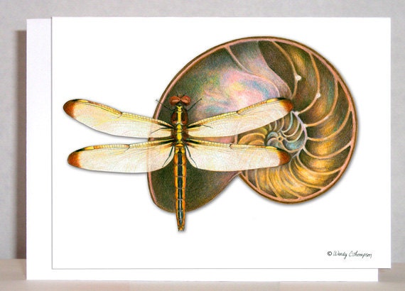Dragonfly art, Nautilus fossil blank note card - Original design - wthompsonart