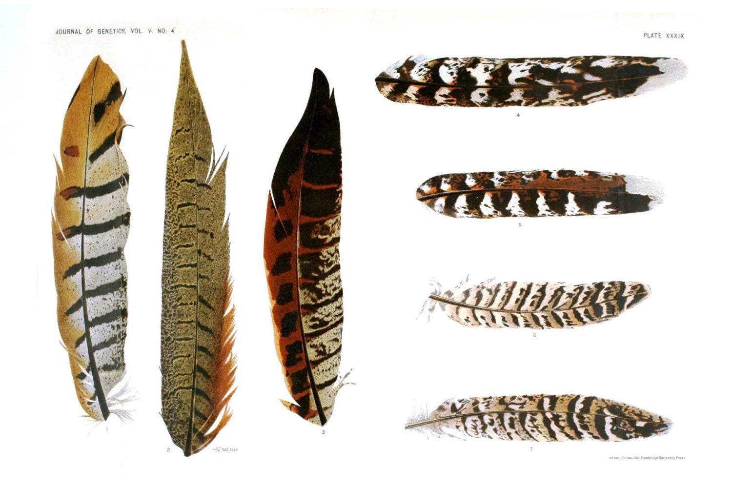 12x18 Vintage Science Poster. Bird Feather Diagram Plate. CP-AN04242
