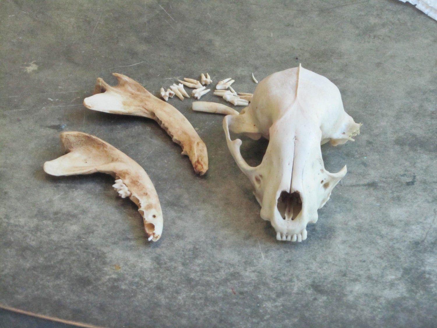 Raccoon Skull and Jawbones Teeth
