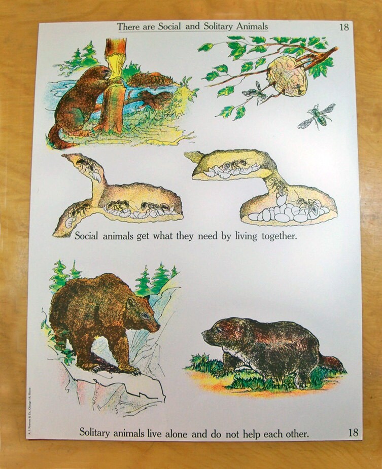1963 School Science Chart - 18 X 24 Lesson on Animals with Fun Retro Art