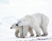 Polar Bear Baby and Mom Photo, 8 X 10 Print, Baby Animal Photograph, Wildlife Photography,  Nursery Art, Love, White, Cub