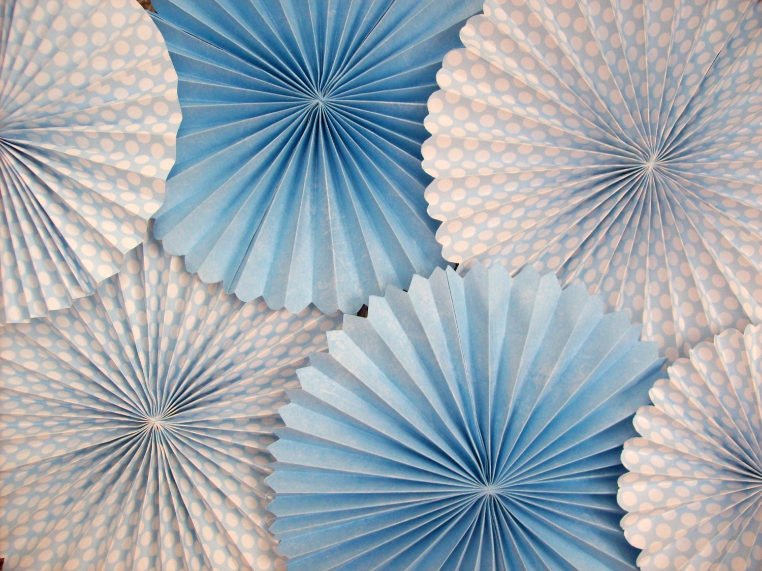 Blue and White Fan Flower Pack