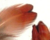 132 Pointed tip RED HEART Feathers 1-2" Add'l ship Free Ringneck Pheasant P2