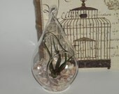Simple air plant display in hanging glass teardrop terrarium.