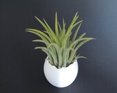 Air plant pod. Ionantha air plant displayed in ceramic air plant container.