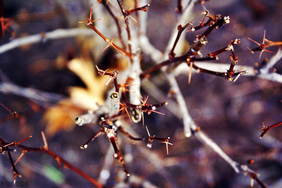 Thorny Winter Bushes 8x12 Photography Print, Nature Wall Art, Plants Photo Decor