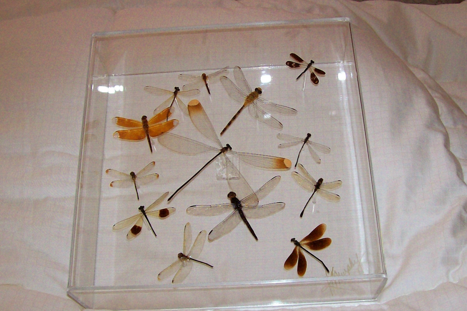 Swarm of Dragonflies and Damselfly
