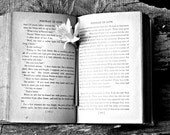 Portrait of Love - 8x10 Fine Art Photography - For Book Lovers, Romantic Home Decor, Spring Flowers, Black & White Wall Art