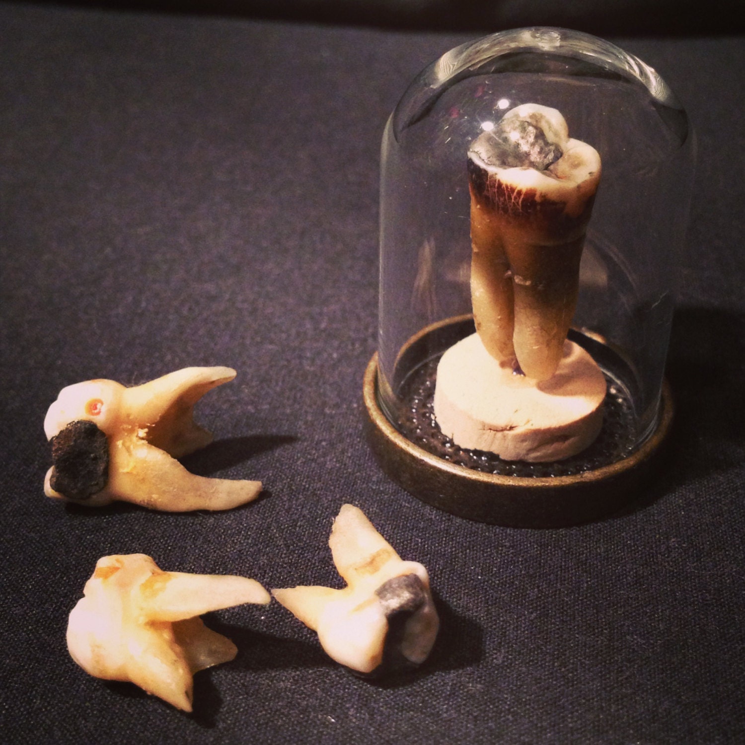 BACK IN STOCK - Real Decayed Antique Human Molar Specimen Display in Glass Bell Dome