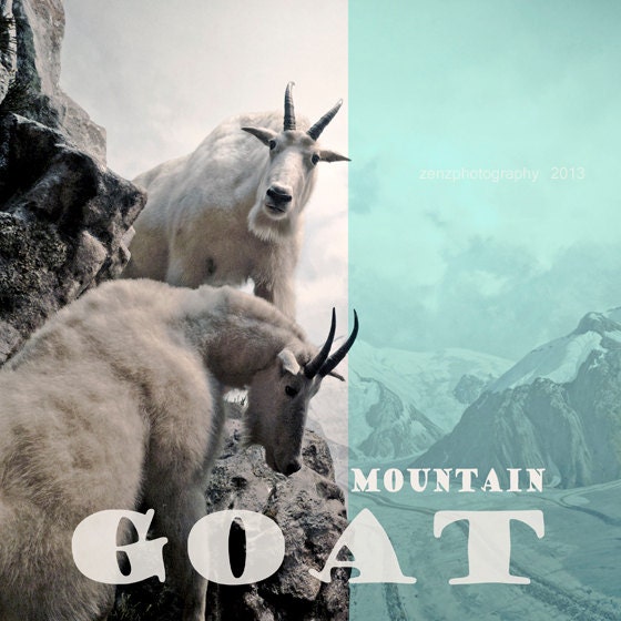 Animal Art - Animal photograph - Mountain Goat - typography - fine art photography print - kids room decor