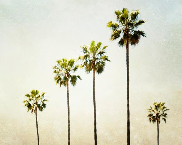 Palm Trees, California Photograph, Travel, Summer, Palm Trees, Ombre, 8x10 California Art Print