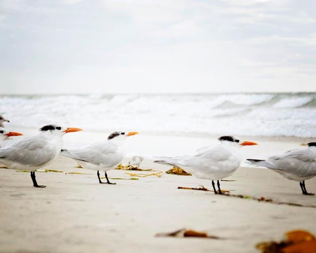 Bird Photography, Seabirds, White, Coastal, Beach Photograph, Sea, Cream, Beige, Grey, 8x10 Fine Art Print