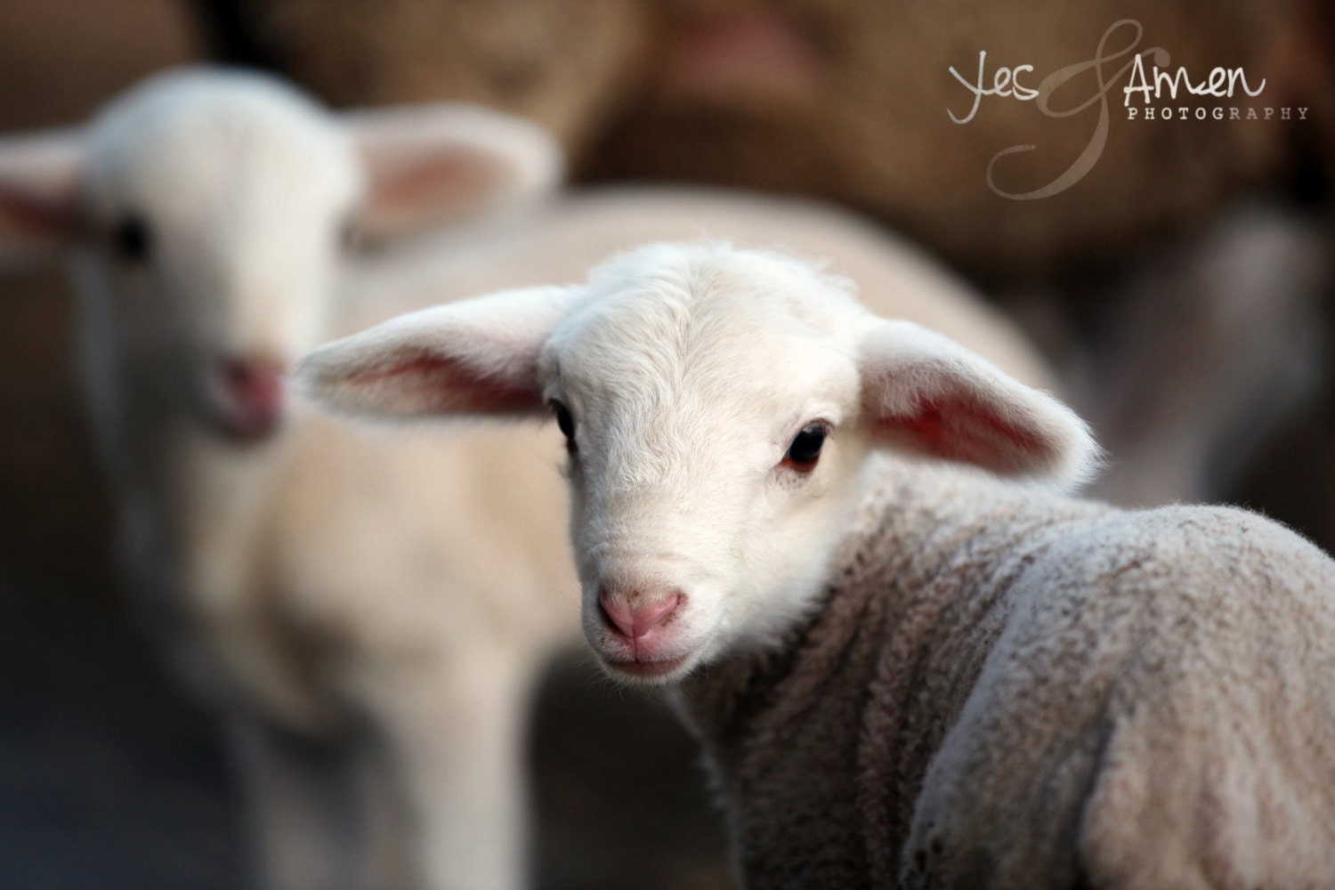 He leads me - fine lamb photography - farm fresh cards