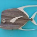 Lookdown made of recycled fence wood. Fish art decor