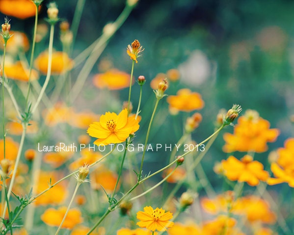 Orange Cosmos - Flower Photograph - Nature, Leaf, Plant Photograph,  Affordable Home Decor, Fine Art Photography, 8X10 -"ORANGE COSMOS"