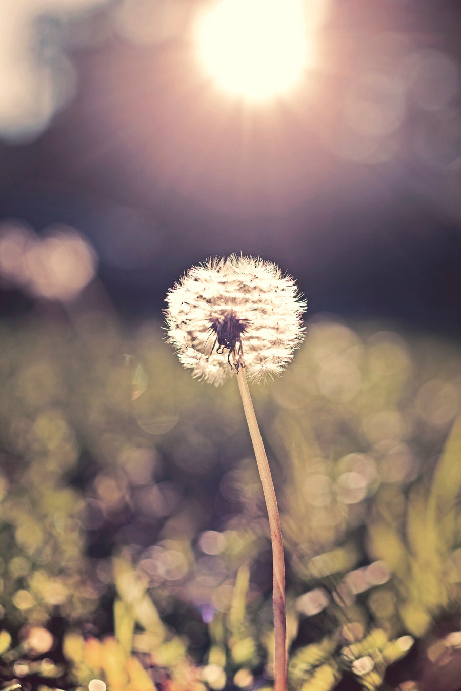 Dandelion at Sunset Photo 8 x 12. Green, Grass, Dandelion, Blur, Black, Warm, Still Life, Sunset, Bokeh